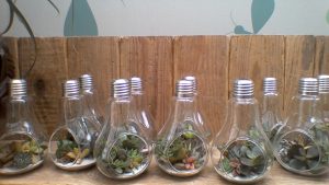 Ampoules transparentes posées sur une planche avec plantes grasses