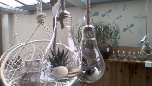 Ampoules transparentes suspendues avec plantes cactéess
